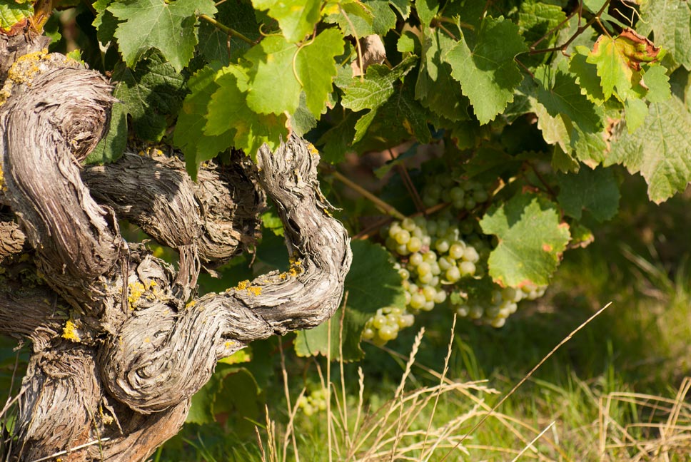 Vignes Domaine La Croix Mélier - Montlouis