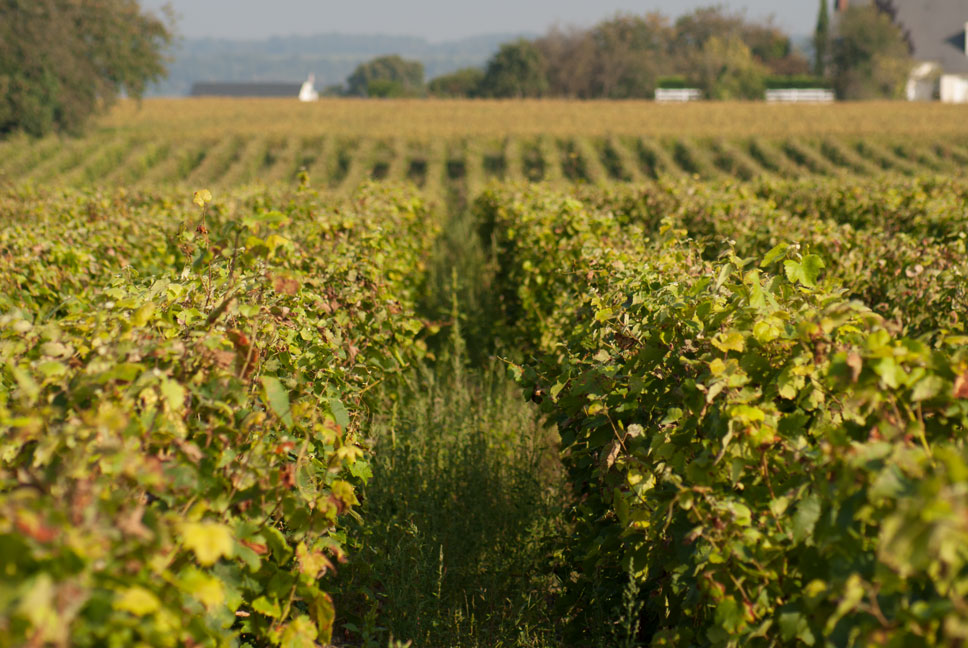 Vignes sans désherbant