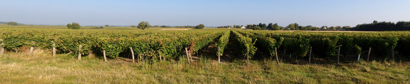 Vignes Domaine La Croix Mélier