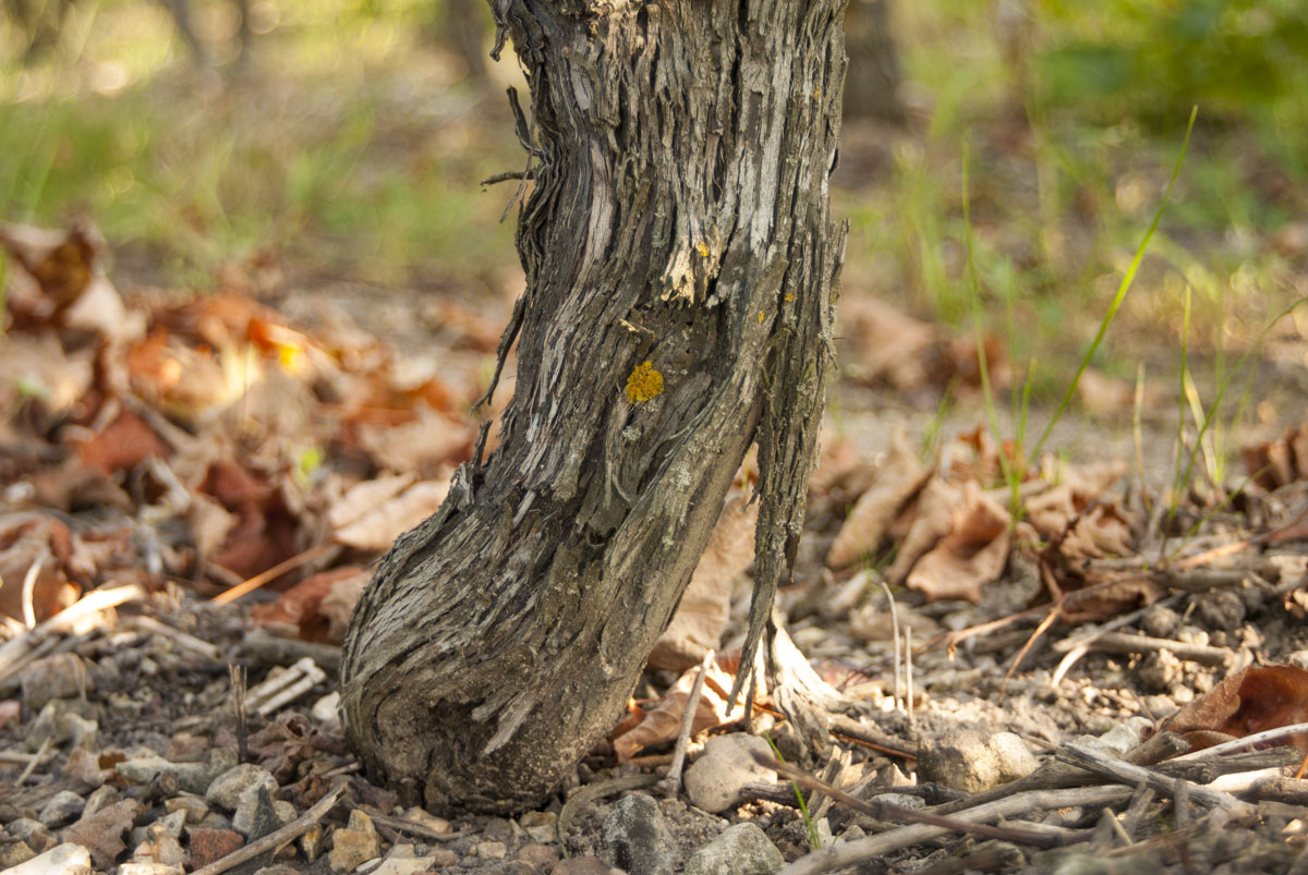 Cep de chenin