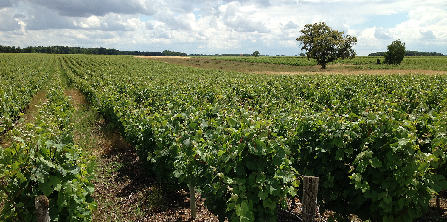vignes1