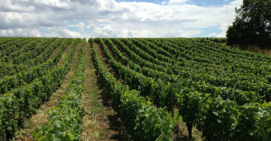 Vignes