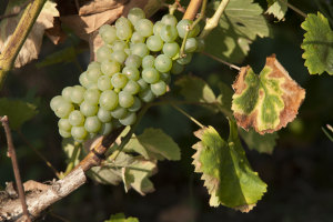 Vignes Domaine La Croix Mélier - Montlouis