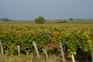 Domaine La Croix Mélier