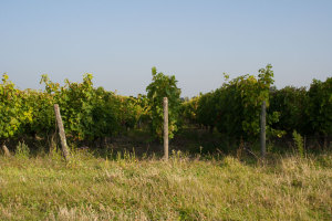 Vignes Domaine La Croix Mélier - Montlouis