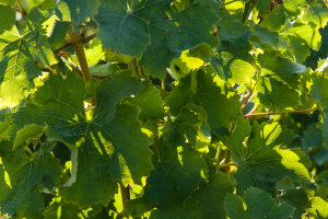 Vignes Domaine La Croix Mélier - Montlouis