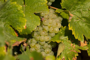 Domaine La Croix Mélier - Montlouis