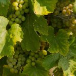 Vignes Domaine La Croix Mélier - Montlouis