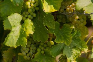 Vignes Domaine La Croix Mélier - Montlouis