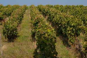 Vignes Domaine La Croix Mélier - Montlouis