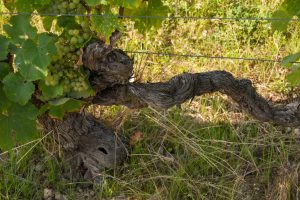 Vignes Domaine La Croix Mélier - Montlouis