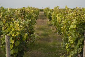 Vignes Domaine La Croix Mélier - Montlouis