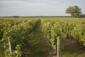 Vignes Domaine La Croix Mélier - Montlouis