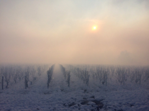 la Croix Mélier - vignes sous la neige