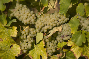 Chenin Montlouis La Croix Mélier