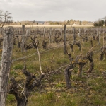 Domaine La Croix Mélier - Montlouis - Vignes après la taille