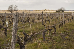 Domaine La Croix Mélier - Montlouis - Vignes après la taille