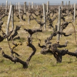 Vignes Domaine La Croix Mélier - Montlouis - Vignes taillées