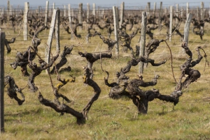 Vignes Domaine La Croix Mélier - Montlouis - Vignes taillées