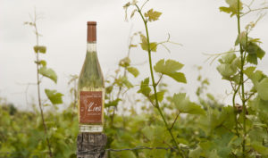 Berthelot - Domaine de la Croix Mélier - cuvée Lina