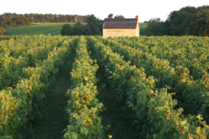 Vignes La Croix Mélier