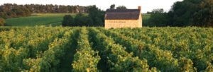 Vignes La Croix Mélier